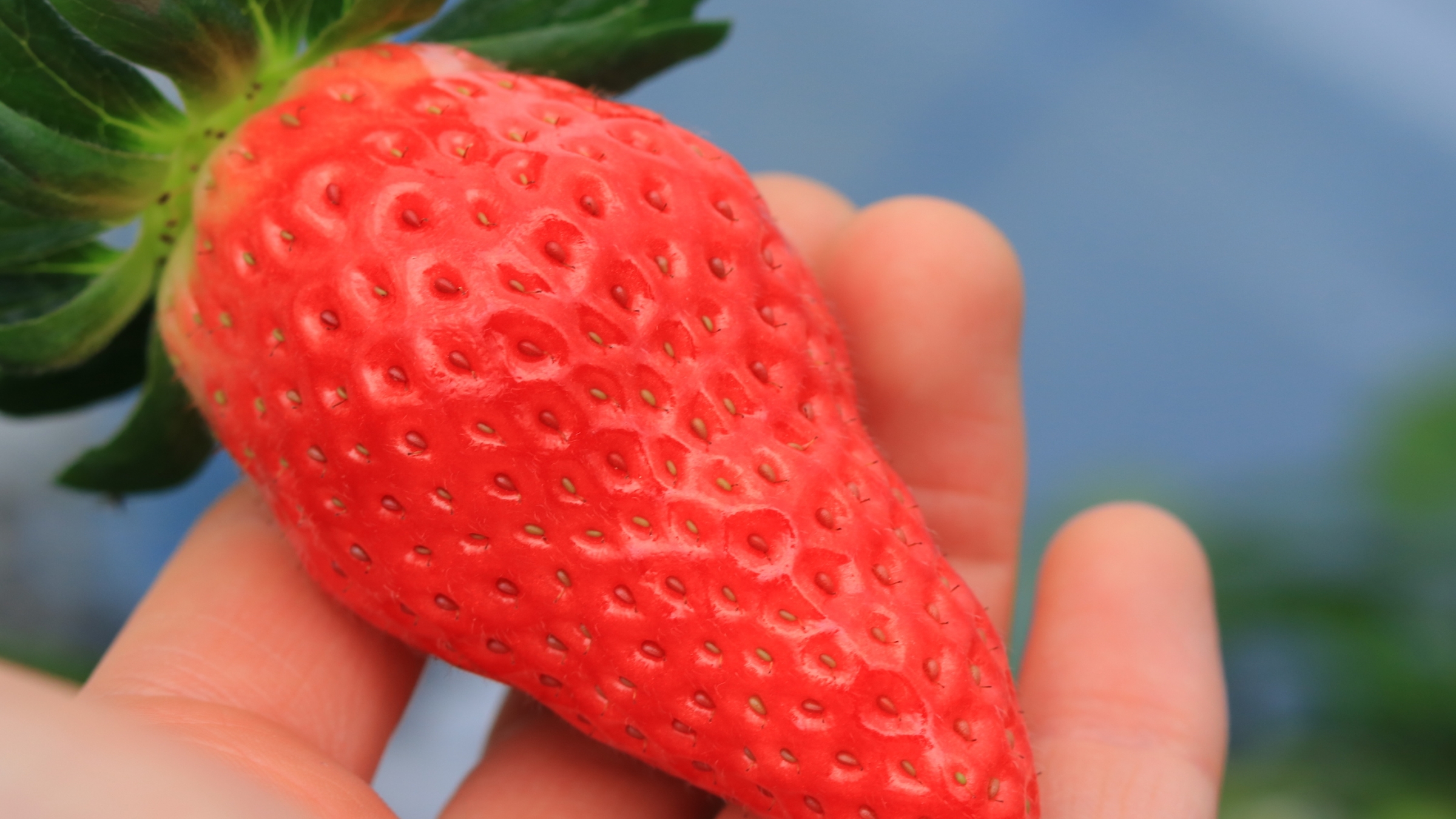 【イチゴ狩り体験】フルーツの産地・京丹後で味わいたい希少なイチゴとは？