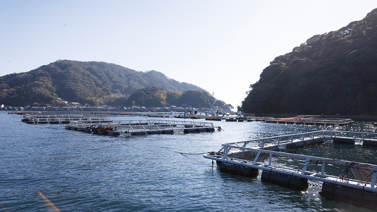 日本三大ブリ漁場・京都の伊根町で育成！天然物に負けない養殖の伊根ブリに注目