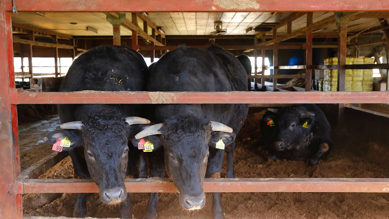 京都の食材の宝庫・亀岡で育つブランド牛「亀岡牛」美味しさの秘密に迫る